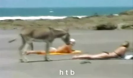 بلوند وابسته به عشق شهوانی لب هایش انجمنسکسی کیر تو کس را گاز می گیرد